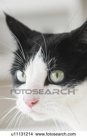 Picture - Close-up of cat. Fotosearch