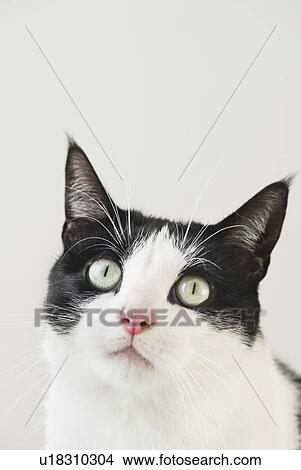 Picture - Close-up of cat. Fotosearch
