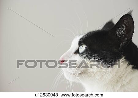 Stock Photo - Close-up of cat. Fotosearch