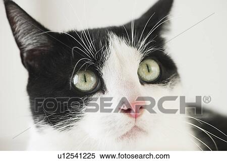 Close-up of cat View Large Photo Image Stock Photography - Close-up of cat. Fotosearch