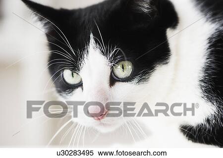 Close-up of cat View Large Photo Image Stock Photography - Close-up of cat. Fotosearch
