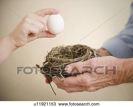 Stock Image - Close up of hands of grandfather and grandson (8-9) holding bird's nest and egg. Fotosearch