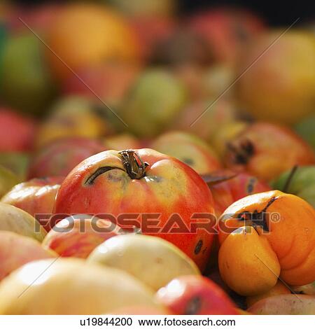 Stock Image - Close up of heirloom tomatoes on market stall. Fotosearch