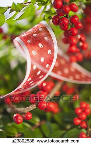 Stock Photo - Close-up of holly berries and ribbon, studio shot. Fotosearch