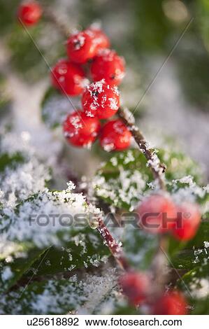 Close-up of holly berries covered by snow, studio shot View Large Photo Image Stock Image - Close-up of holly berries covered by snow, studio shot. Fotosearch