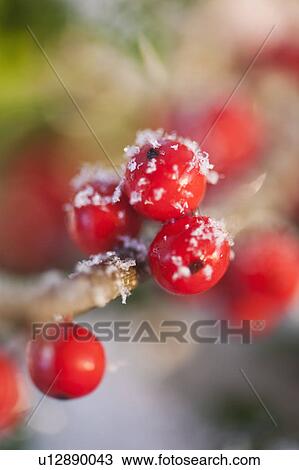 Close-up of holly berries, studio shot View Large Photo Image Stock Image - Close-up of holly berries, studio shot. Fotosearch