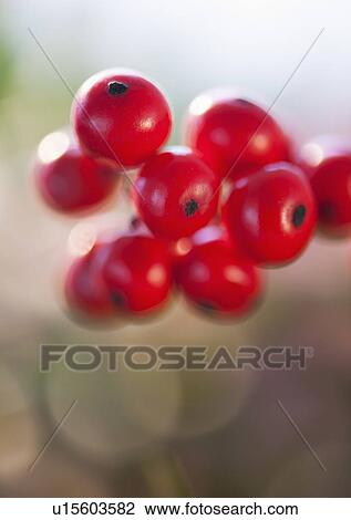 Stock Image - Close-up of holly berries, studio shot. Fotosearch