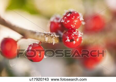 Stock Image - Close-up of holly berries, studio shot. Fotosearch