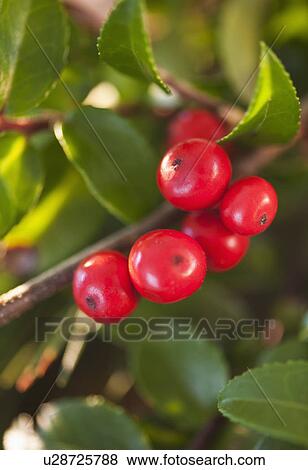 Close-up of holly berries, studio shot View Large Photo Image Stock Photo - Close-up of holly berries, studio shot. Fotosearch