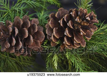 Stock Image - Close-up of pine cone. Fotosearch