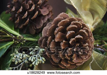 Stock Photo - Close-up of pine cone. Fotosearch