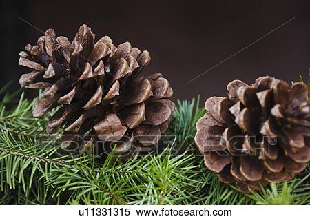 Stock Photography - Close-up of pine cone. Fotosearch