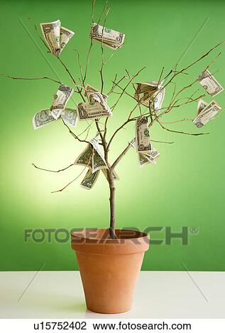Close up of potted plant with dollar banknotes on branches View Large Photo Image Stock Image - Close up of potted plant with dollar banknotes on branches. Fotosearch