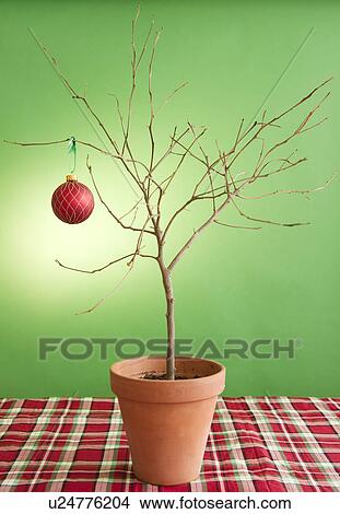 Picture - Close up of potted plant with single christmas bauble. Fotosearch