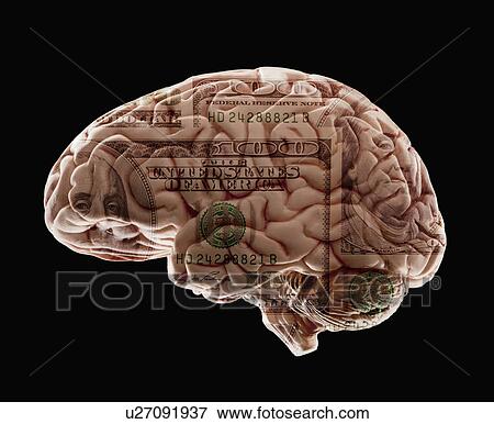 Stock Photo - Composition of human brain model and one hundred dollar note. Fotosearch
