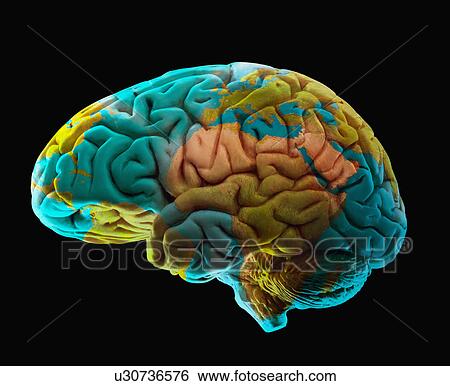 Composition of human brain model and world map View Large Photo Image Stock Photograph - Composition of human brain model and world map. Fotosearch