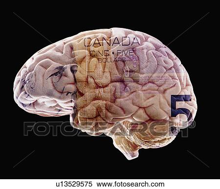 Stock Photography - Composition of human brain model and five canadian dollar banknote. Fotosearch