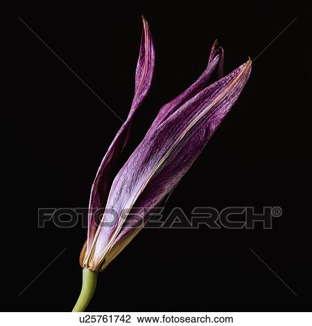 Dead purple lily View Large Photo Image Stock Image - Dead purple lily. Fotosearch
