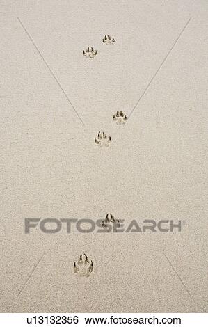 Stock Photograph - Dog's track on sand. Fotosearch