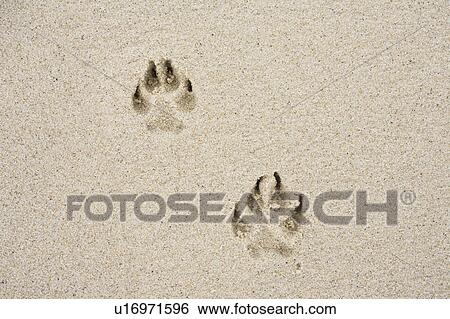 Stock Photograph - Dog's track on sand. Fotosearch