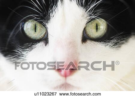 Domestic cat portrait View Large Photo Image Stock Photo - Domestic cat portrait. Fotosearch