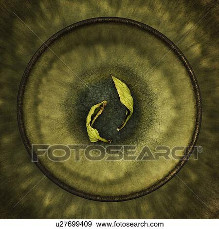 Stock Photo - Dry leaves in bowl. Fotosearch