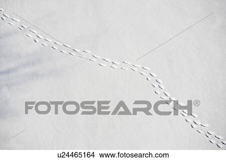 Footprints in snow View Large Photo Image Picture - Footprints in snow. Fotosearch