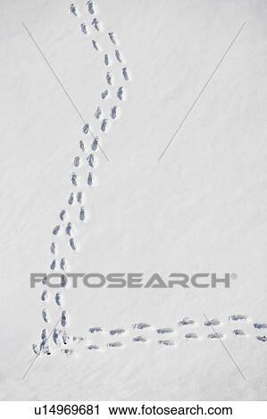 Footprints in snow View Large Photo Image Stock Image - Footprints in snow. Fotosearch