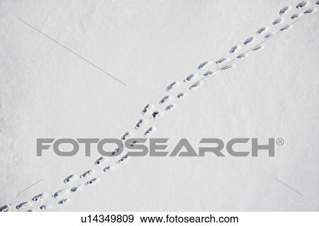 Stock Photo - Footprints in snow. Fotosearch