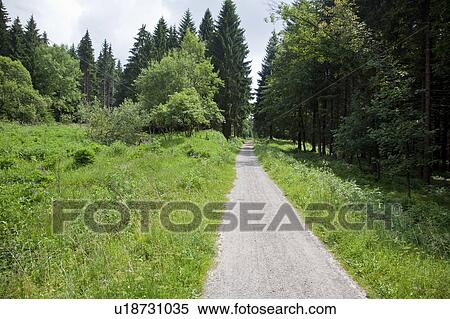 Stock Photography - Germany, Thuringia, path in forest. Fotosearch