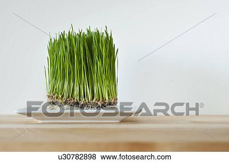 Growing grass View Large Photo Image Stock Photo - Growing grass. Fotosearch