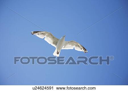 Stock Image - Herring Gull flying against blue sky. Fotosearch