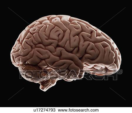 Model of human brain, studio shot View Large Photo Image Stock Image - Model of human brain, studio shot. Fotosearch