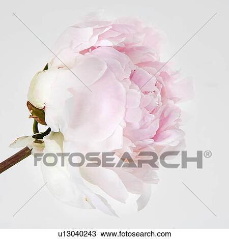 Peony flower in bloom View Large Photo Image Stock Image - Peony flower in bloom. Fotosearch