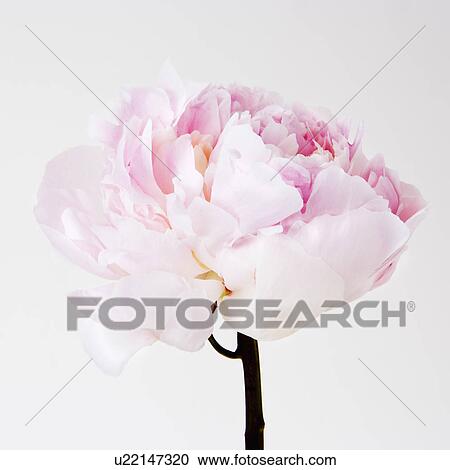 Stock Image - Peony flower in bloom. Fotosearch