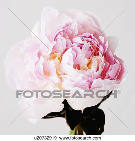 Peony flower in bloom View Large Photo Image Stock Photo - Peony flower in bloom. Fotosearch