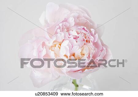 Stock Photo - Peony flower in bloom. Fotosearch