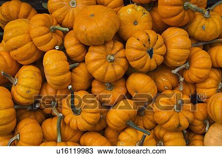 Pile of pumpkins View Large Photo Image Stock Image - Pile of pumpkins. Fotosearch