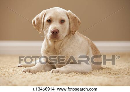 Portrait of Yellow Labrador Retriever View Large Photo Image Picture - Portrait of Yellow Labrador Retriever. Fotosearch