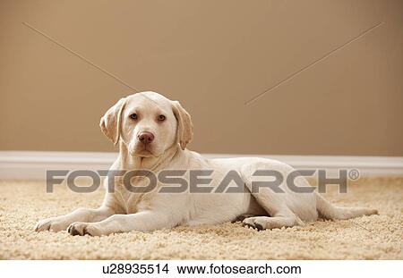 Portrait of Yellow Labrador Retriever View Large Photo Image Picture - Portrait of Yellow Labrador Retriever. Fotosearch