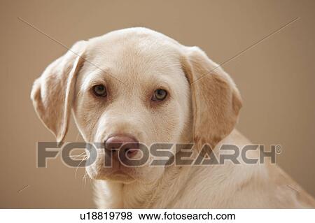 Stock Photo - Portrait of Yellow Labrador Retriever. Fotosearch