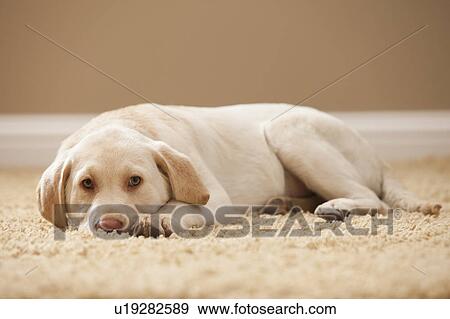 Portrait of Yellow Labrador Retriever View Large Photo Image Stock Photo - Portrait of Yellow Labrador Retriever. Fotosearch