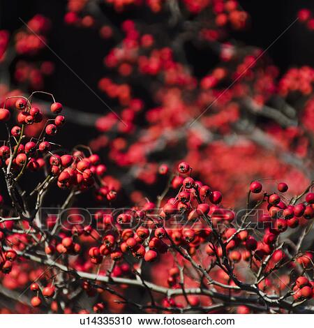 Rowan fruits View Large Photo Image Stock Image - Rowan fruits. Fotosearch