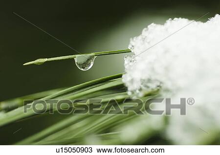 Snow melting on grass, close-up View Large Photo Image Stock Image - Snow melting on grass, close-up. Fotosearch