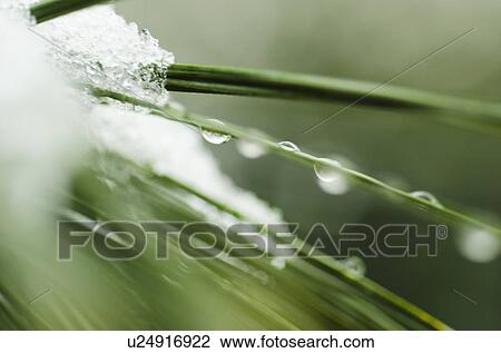Snow on pine needles View Large Photo Image Stock Image - Snow on pine needles. Fotosearch
