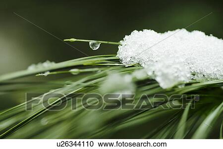 Snow on pine needles View Large Photo Image Stock Image - Snow on pine needles. Fotosearch