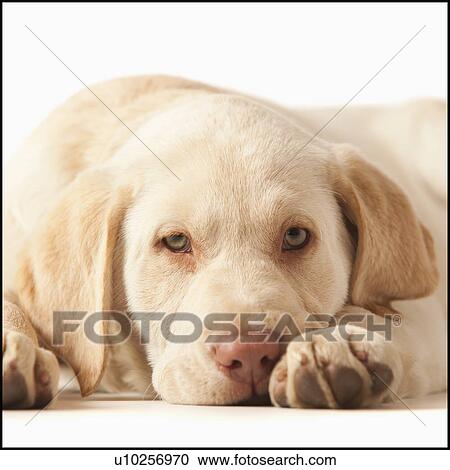 Studio portrait of Yellow Labrador Retriever View Large Photo Image Stock Image - Studio portrait of Yellow Labrador Retriever. Fotosearch