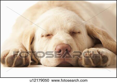 Studio portrait of Yellow Labrador Retriever View Large Photo Image Stock Image - Studio portrait of Yellow Labrador Retriever. Fotosearch