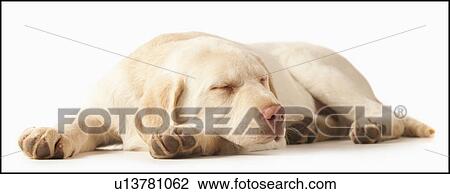Studio portrait of Yellow Labrador Retriever View Large Photo Image Stock Image - Studio portrait of Yellow Labrador Retriever. Fotosearch