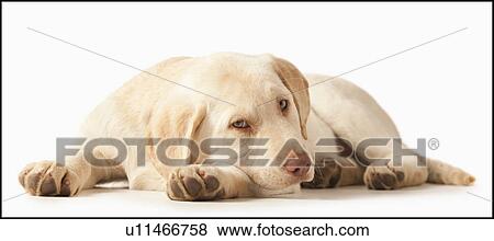 Studio portrait of Yellow Labrador Retriever View Large Photo Image Stock Photo - Studio portrait of Yellow Labrador Retriever. Fotosearch